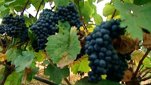 Pod pokličkou - Dobré víno z vinotéky je nad všechny jiné léky