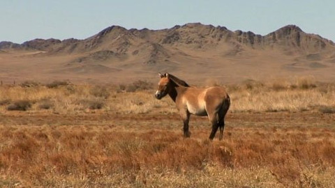 Češi na misi - Trvale udržitelný kůň