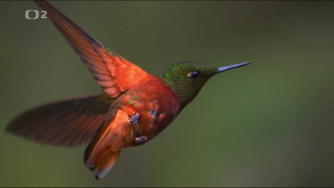 Dobrodružství vědy a techniky - Kolibříci - třpytiví američtí pijáci nektaru