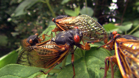 Obdivuhodný svět přírody - Cikády sedmnáctileté