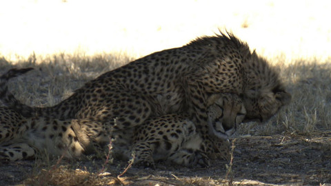Obdivuhodný svět přírody - Gepard, Namibie