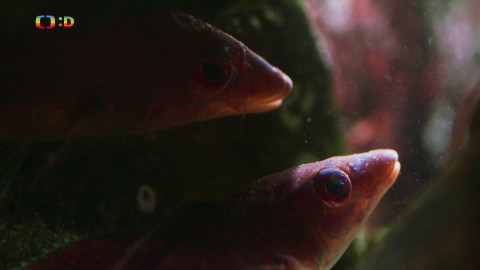 V divočině, tam to žije - Epizoda 17/40