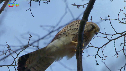 Ptačí rodinky - Poštolčí zásnuby