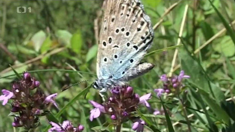 Živé srdce Evropy - Modrásek černoskvrnný