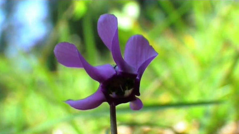 Živé srdce Evropy - Brambořík nachový