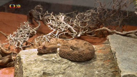 Terčin zvířecí svět - 27. února