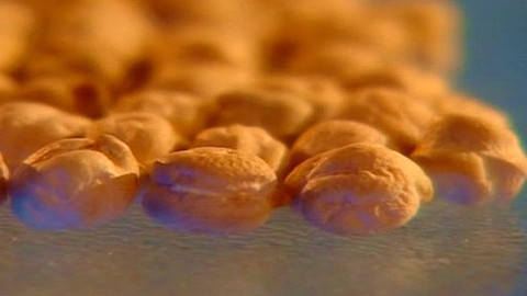 Pod pokličkou - Cizrna je luštěnina, co chutná jak laskomina