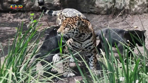 Zprávičky - 4. srpna 2024