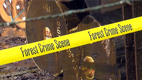 Nedej se! - Prodej dřeva z ilegální těžby