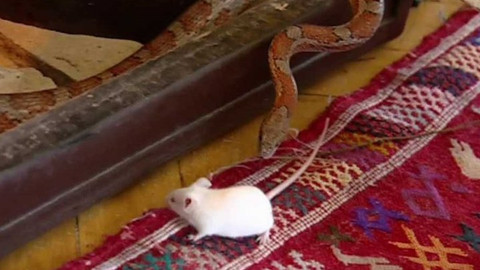 Najdi si své zvíře