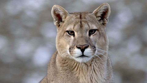 Věk kočkovitých šelem - 3/3 Přeživší