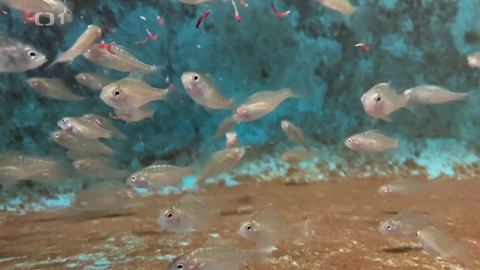 Týden v regionech (Brno) - 19. června 2021