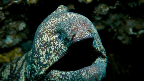 Obdivuhodný svět přírody - Muréna kidako