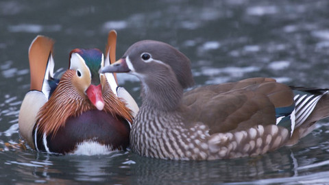 Obdivuhodný svět přírody - Kachničky mandarínské, Japonsko