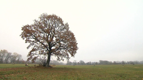 Nedej se! - Vraťme život do krajiny