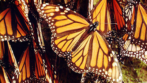 Obdivuhodný svět přírody - Monarchové stěhovaví