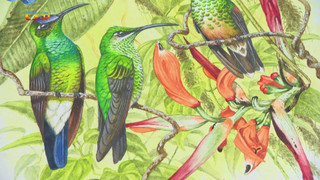 Terčin zvířecí svět