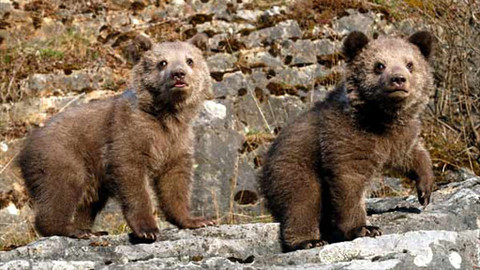 Méďové - Čas kvetoucích strání