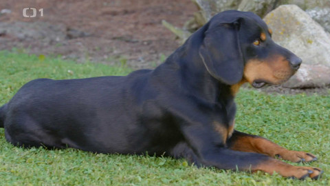 Co naše babičky uměly a na co my jsme zapomněli - O králíkovi, psu a ovci