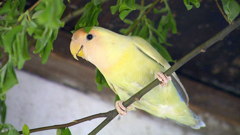 Zoománie - Epizoda 11/17