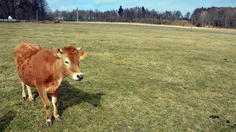 Malá farma - Louka má, chráněná