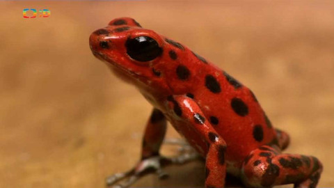 Hvězdy zvířecí říše - 26/32 Nejjedovatější tvor