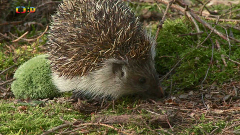 Terčin zvířecí svět - 20. září 2024