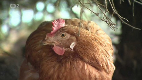 Nedej se! - Slepice v nouzi