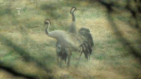 Živé srdce Evropy - Jeřáb popelavý