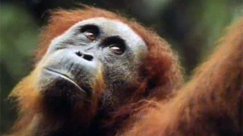 Já a moje rodina - 15/26 Malý orangutan