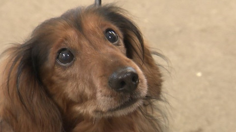 Chcete mě? - Chcete je?