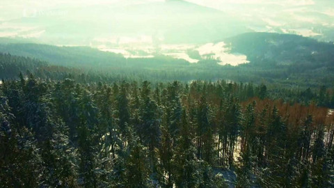 2 minuty o klimatu - Lesy