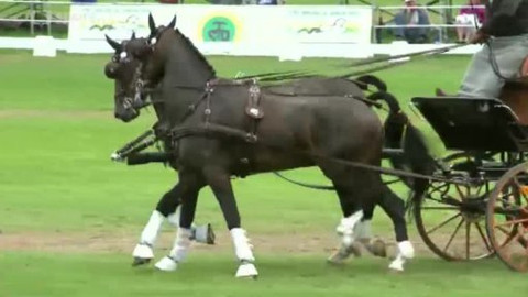 Jezdectví - MS v dvojspřeží Topol'čianky