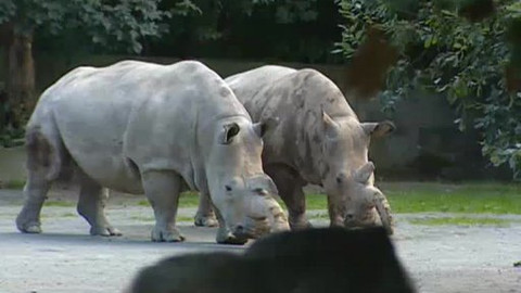 Nedej se! - Bílí nosorožci