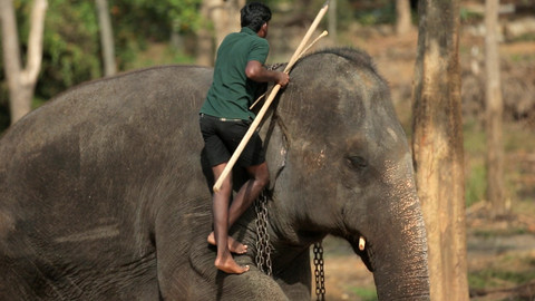 Svět z ptačí perspektivy - Srí Lanka, slza Indie