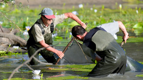 Příběhy zvědavých přírodovědců - 2/10 Rychlé ryby aneb O halančících