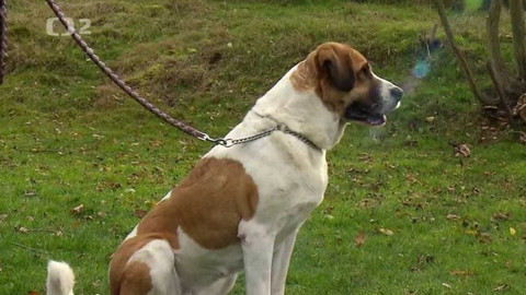 Chcete mě? - Chcete je?