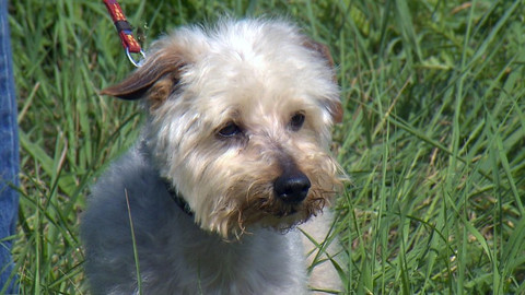 Chcete mě? - Chcete je?