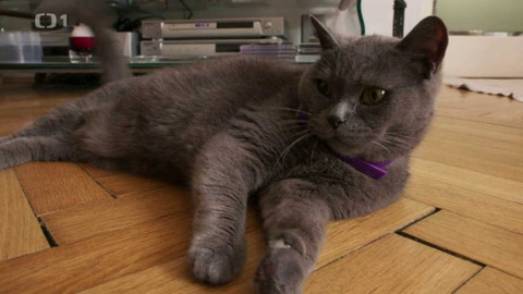 Kočka není pes - Kňouravá Amálka a zlobivá Sofie