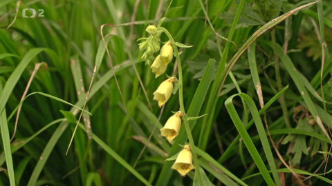 Minuty z Krkonoš - Tajemství krkonošských zahrádek