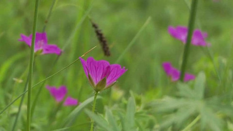 Novinky z přírody - Epizoda 53/53