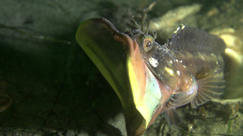 Obdivuhodný svět přírody - Slizounek Blanchardův, USA