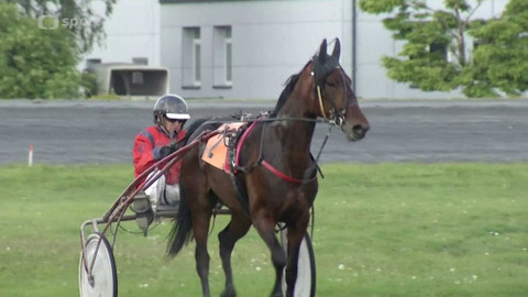 Dostihy - Velká cena primátora hl. m. Prahy - Zlatý okruh II.