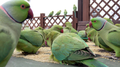 Darwinův úžasný svět zvířat - 3/13 Zelené nebe nad Tokiem