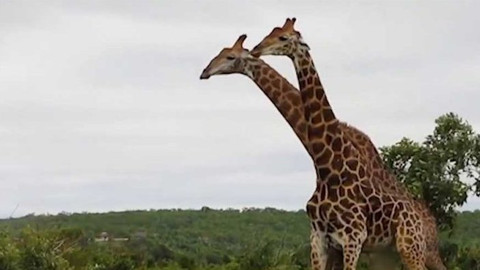 Průvan - Moravská fikce