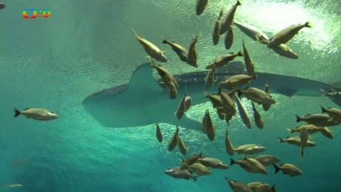 Atlas zvířat - Atlas zvířat