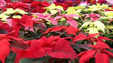 Toulavá kamera - 20. prosince 2015