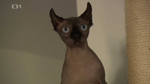 Černé ovce - 2. února 2022