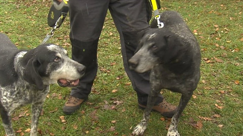 Chcete mě? - Chcete je?