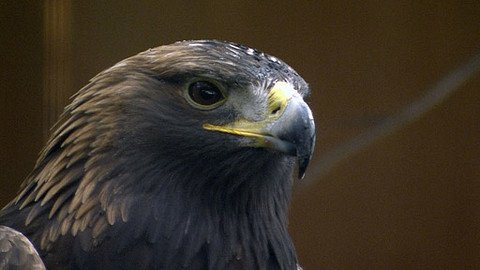 Obdivuhodný svět přírody - Orel skalní